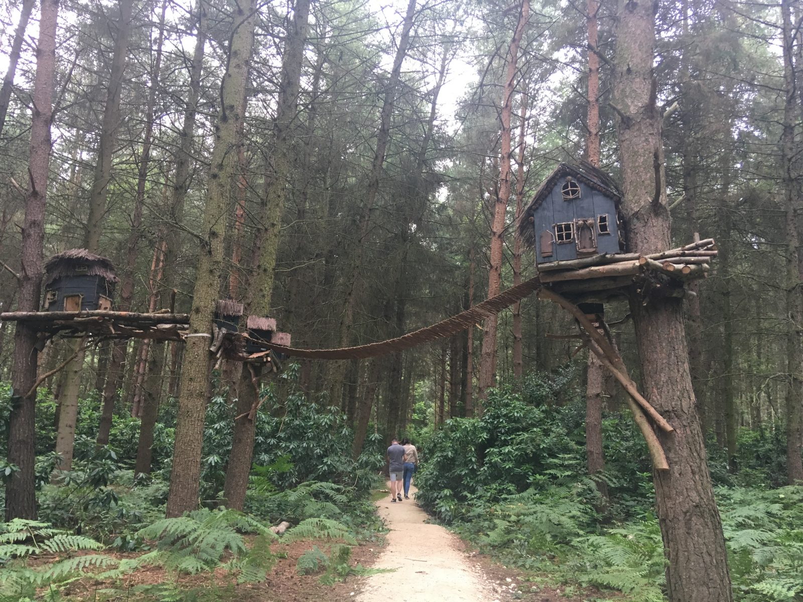 path surrounded by trees and forest, with small fairy house nestled in the brances of the tree on the right